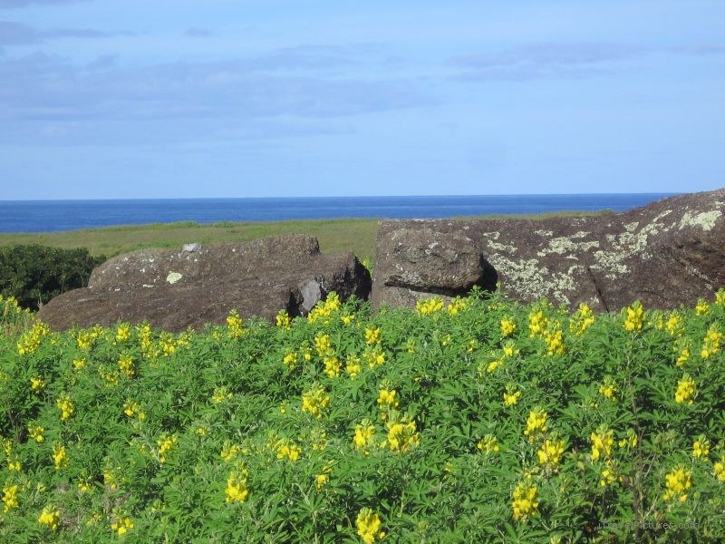 maoi lying Rano Raraku flower flowers